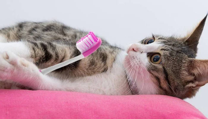 gatinho com escova rosa para dente
