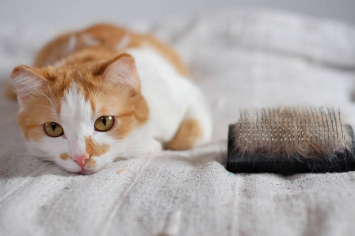 gato com escova de pentear 