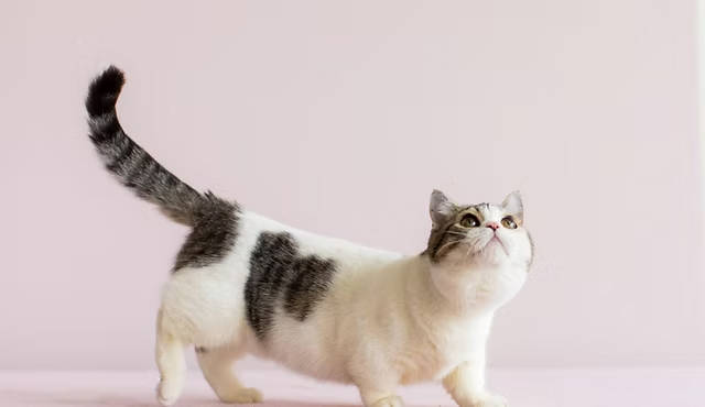 gato pequeno brincando